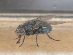 Triceratopyga calliphoroides