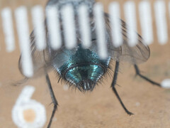 Triceratopyga calliphoroides