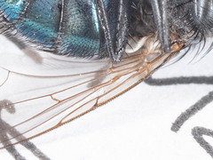 Triceratopyga calliphoroides