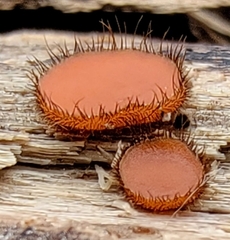 Scutellinia