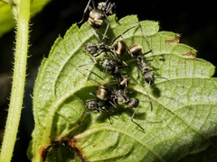 Polyrhachis dives