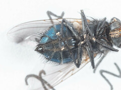 Triceratopyga calliphoroides