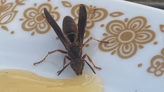 Fuscopolistes