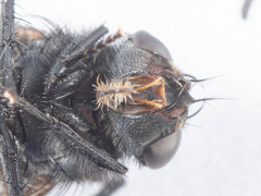 Triceratopyga calliphoroides