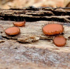 Scutellinia