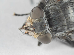 Triceratopyga calliphoroides