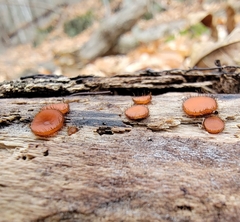 Scutellinia