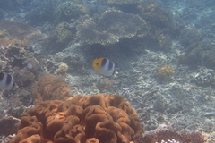 Chaetodon ulietensis