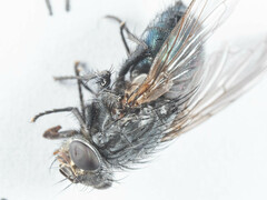 Triceratopyga calliphoroides