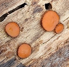 Scutellinia