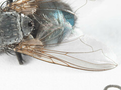 Triceratopyga calliphoroides