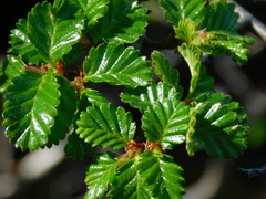 Nothofagus pumilio