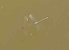 Pseudagrion