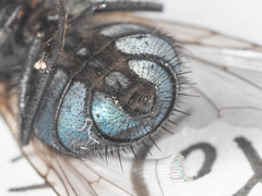 Triceratopyga calliphoroides