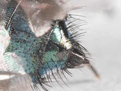 Triceratopyga calliphoroides