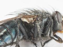 Triceratopyga calliphoroides