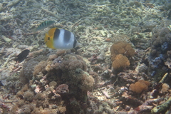 Chaetodon ulietensis