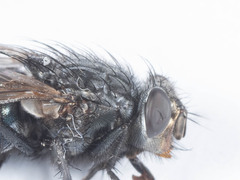 Triceratopyga calliphoroides