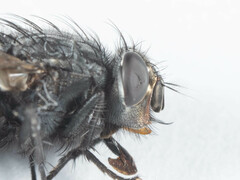 Triceratopyga calliphoroides