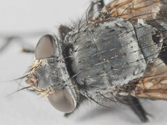 Triceratopyga calliphoroides