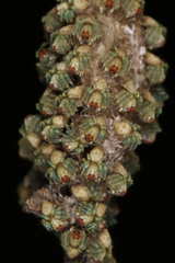 Hamataliwa