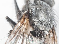 Triceratopyga calliphoroides