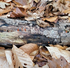 Scutellinia