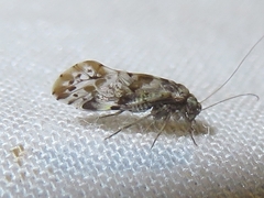 Trichadenotecnum majus