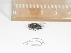 Triceratopyga calliphoroides