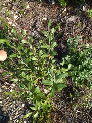 Bupleurum fruticosum