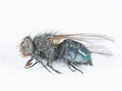 Triceratopyga calliphoroides