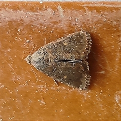 Condica sutor