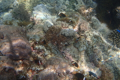 Amphiprion melanopus