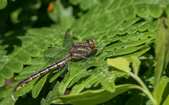 Phanogomphus exilis