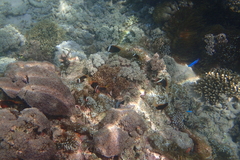 Amphiprion melanopus