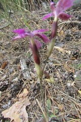 Dianthus campestris