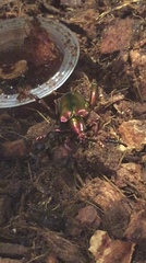 Euthyrhynchus floridanus