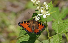 Aglais ichnusa