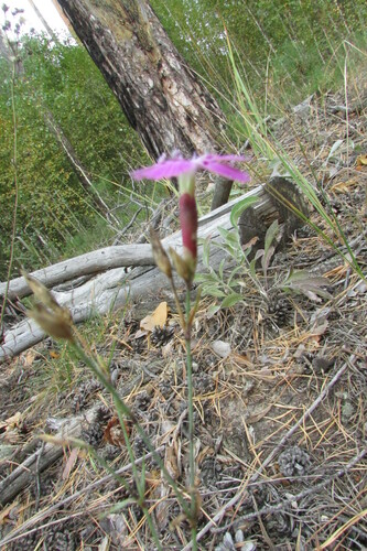 Image of Dianthus campestris by no rights reserved