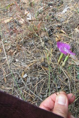 Dianthus campestris