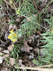 Linaria