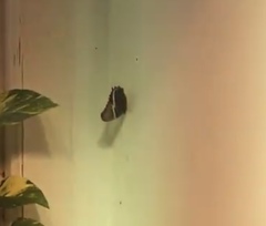 Papilionoidea