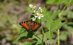 Aglais ichnusa