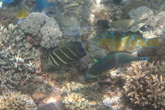 Scarus rivulatus