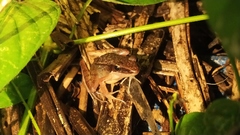 Indosylvirana nicobariensis
