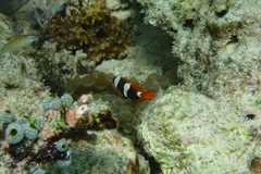 Amphiprion melanopus