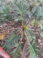 Thaumatophyllum xanadu