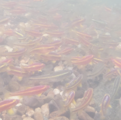 Notropis rubricroceus