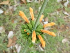 Leonotis ocymifolia