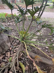 Thaumatophyllum xanadu